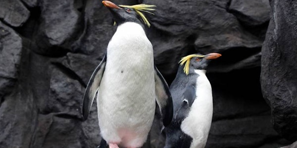 penguin_experience_aquarium_1448_750_500_70.jpg